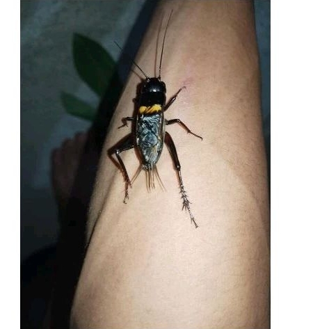 Jangkrik Aduan Besar Jaliteng Siap Buat Aduan