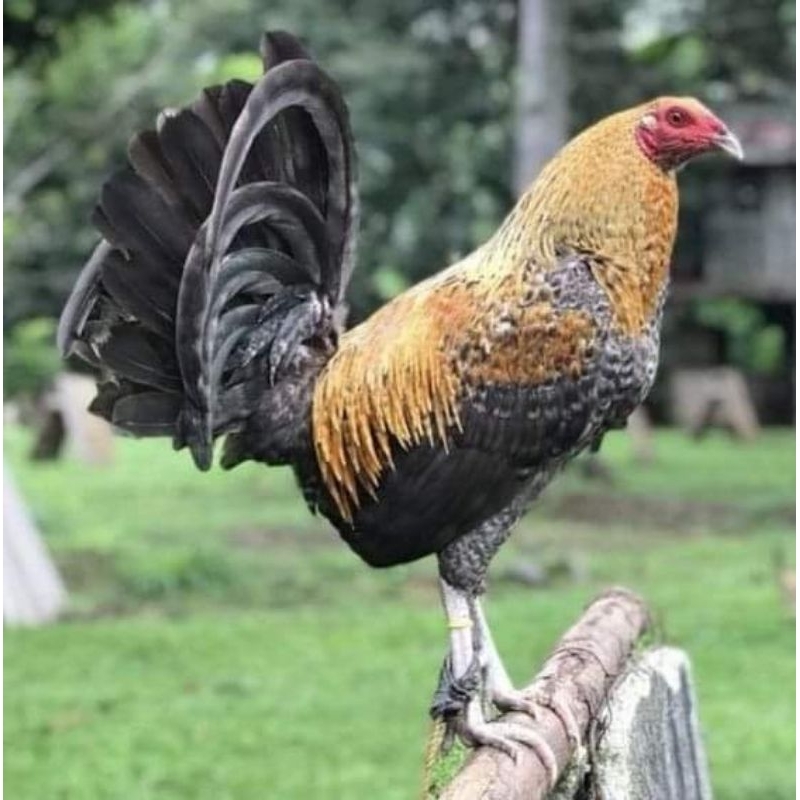 

telur ayam ak 43 taji paket 4 butir