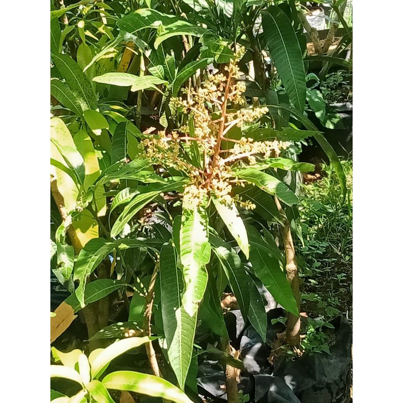 mangga irwin mulai berbunga