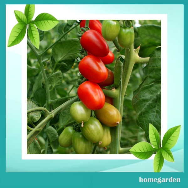 Benih Tomat Cherry Bibit Tomat Cherry Merah
