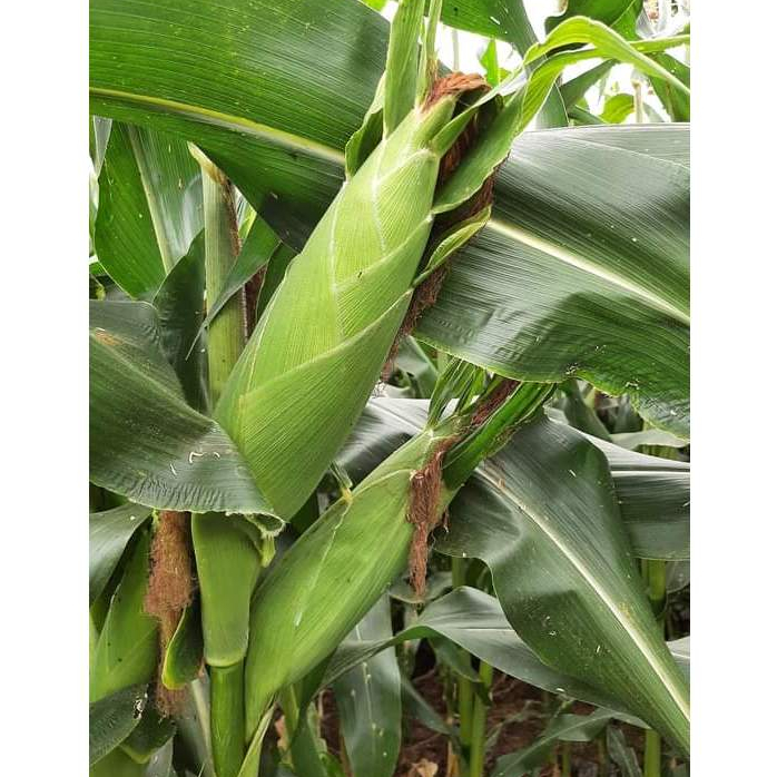 Benih Jagung Manis Secada 20 butir