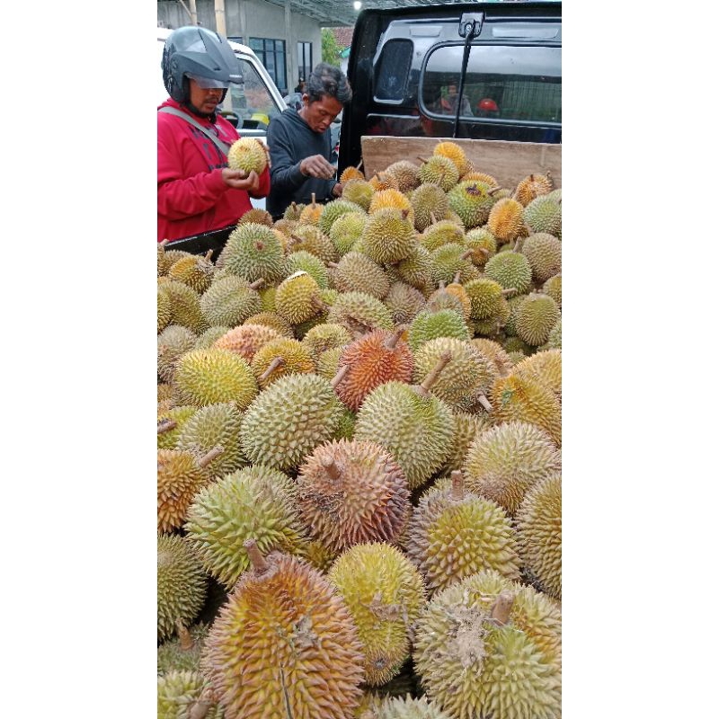 

Duren.kita