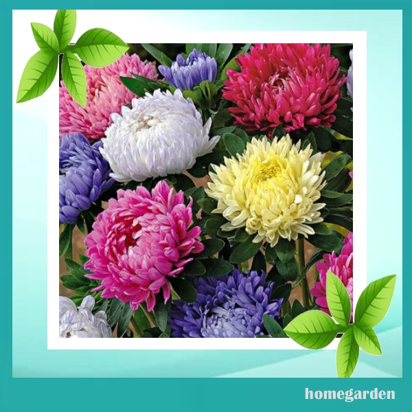 Bibit Bunga Aster Benih Bunga Aster Mix Warna Benih Tanaman Hias