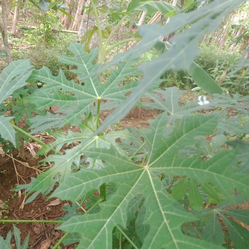 

1 kg daun fresh chaya pepaya jepang atasi anemia