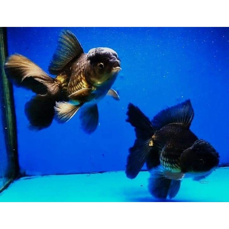 Ikan Mas Koki Oranda Rosetail