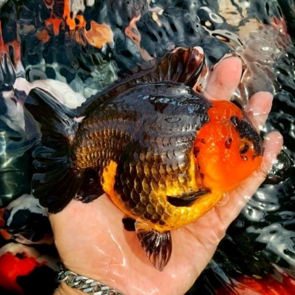 Pelet berkualitas baby oranda tancho baret merah