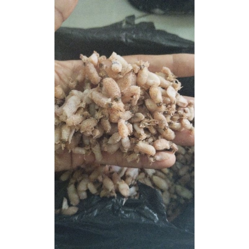 

baby cumi super premium size 0,5-1cm/500gr