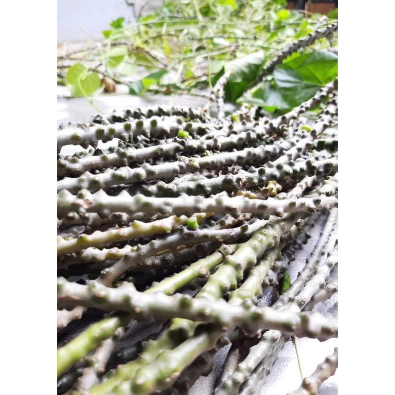 

batang brotowali herbal