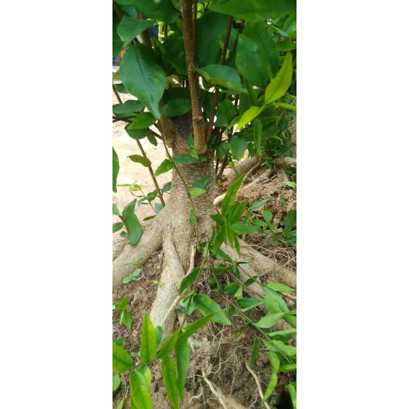 Bahan Bonsai Anting Putri Small