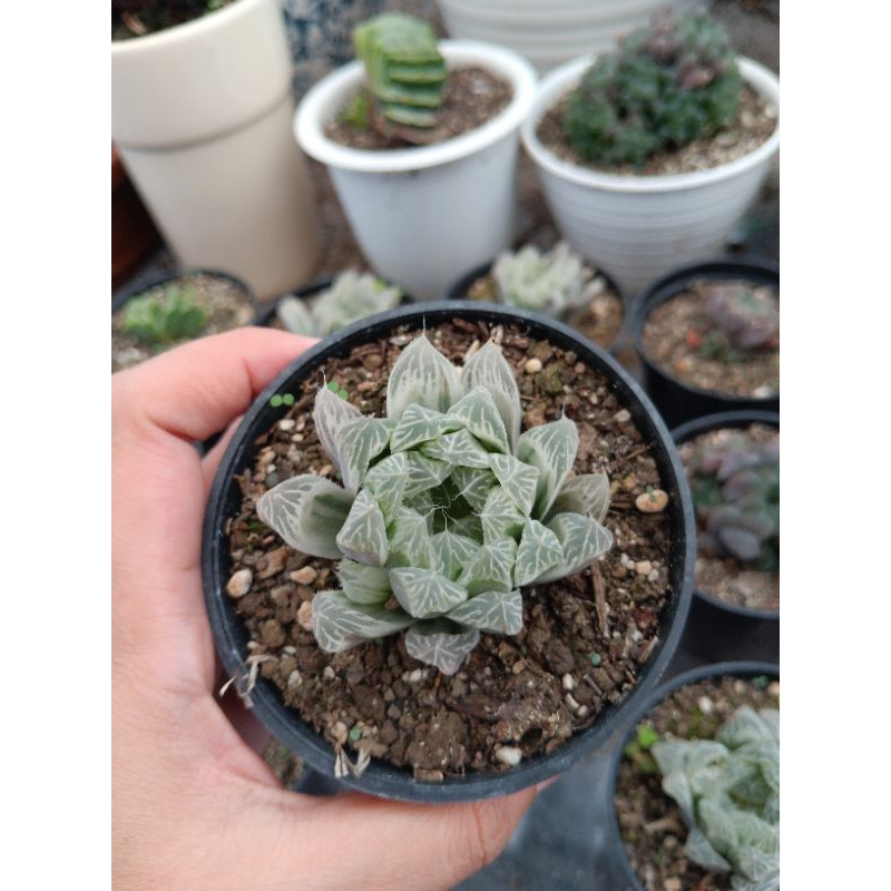 haworthia cooperi silver swirll