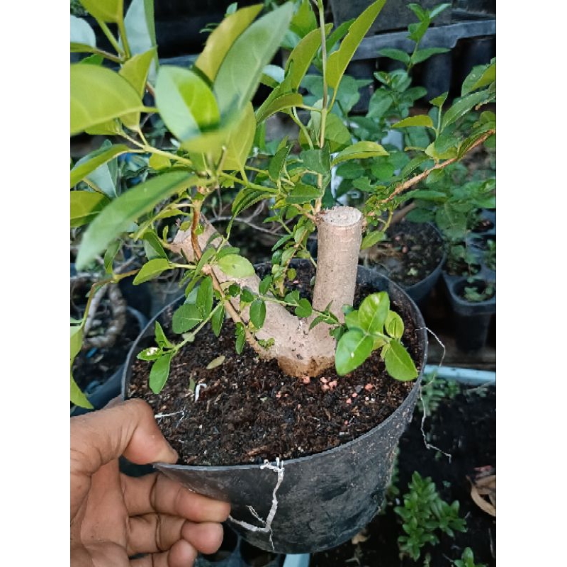 bibit bonsai sancang