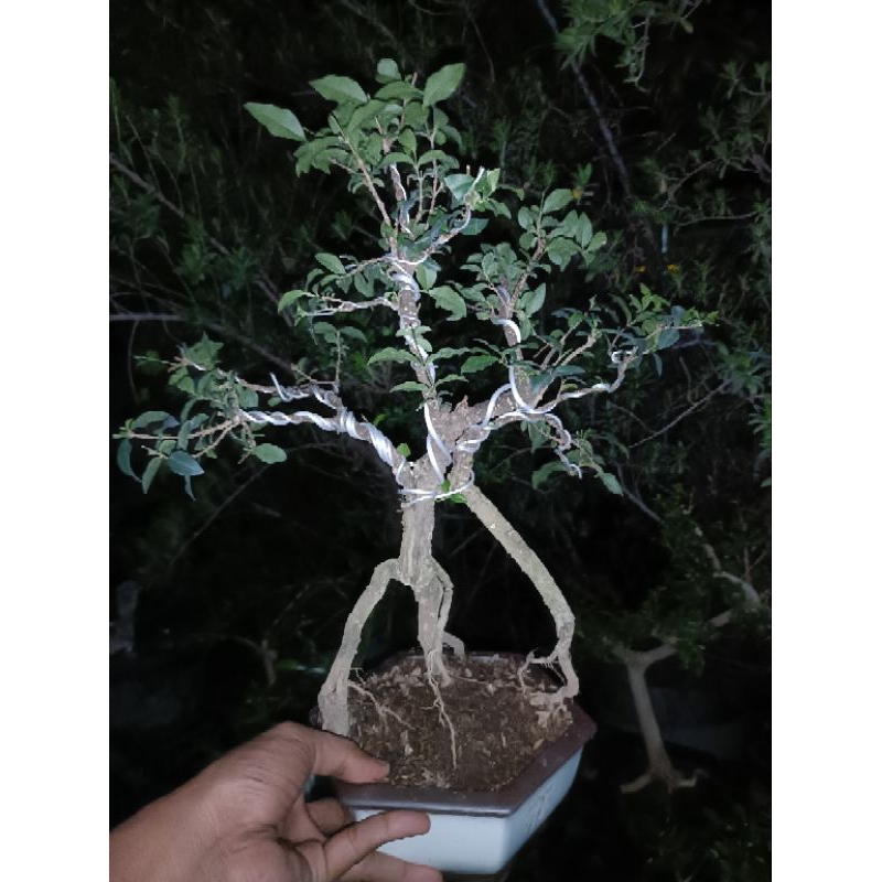 bonsai sakura mikro