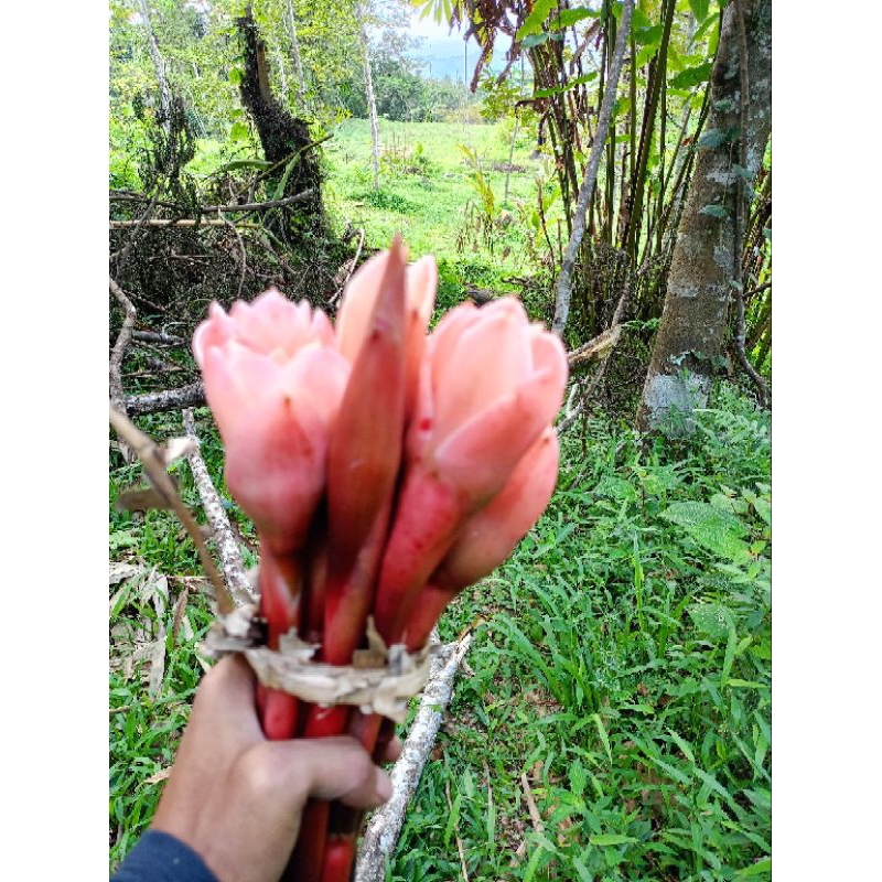 

Kecombrang merah kicung 1kg isi 10 pcs