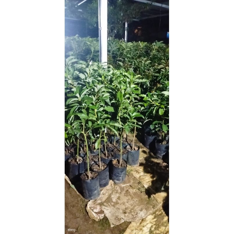 BIBIT ALPUKAT PLUWANG