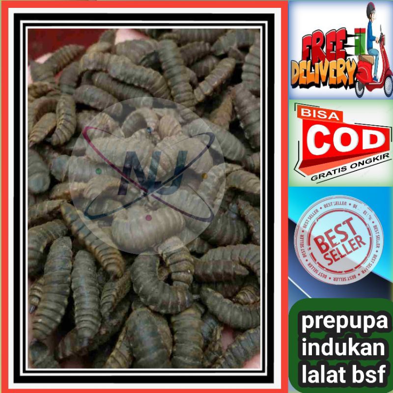 prepupa maggot bsf. magot bsf siap ekpedisi 1 ons