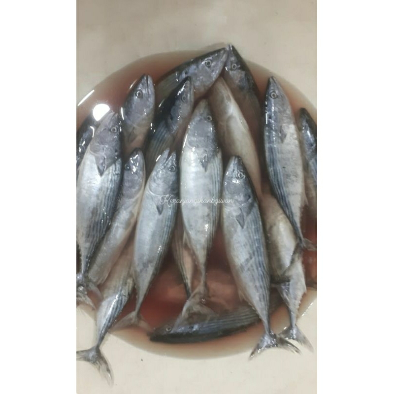 

Ikan tongkol cakalang segar harian 1kg (bukan frozen) free dibersihkan gratis minyak goreng 1liter