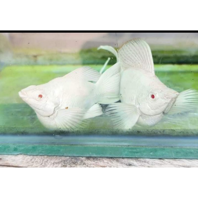Molly balon albino platinum cawang