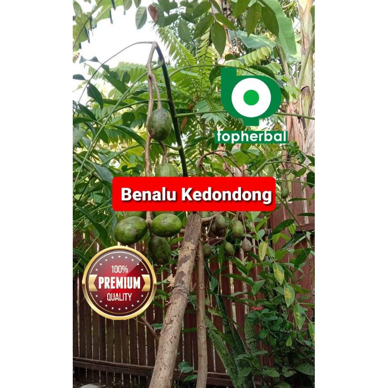 

Benalu Kedondong Kering Hijau 1000 Gram