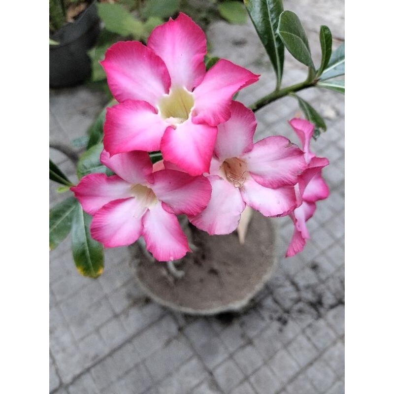 30 biji bunga adenium / biji bunga Kamboja jepang.