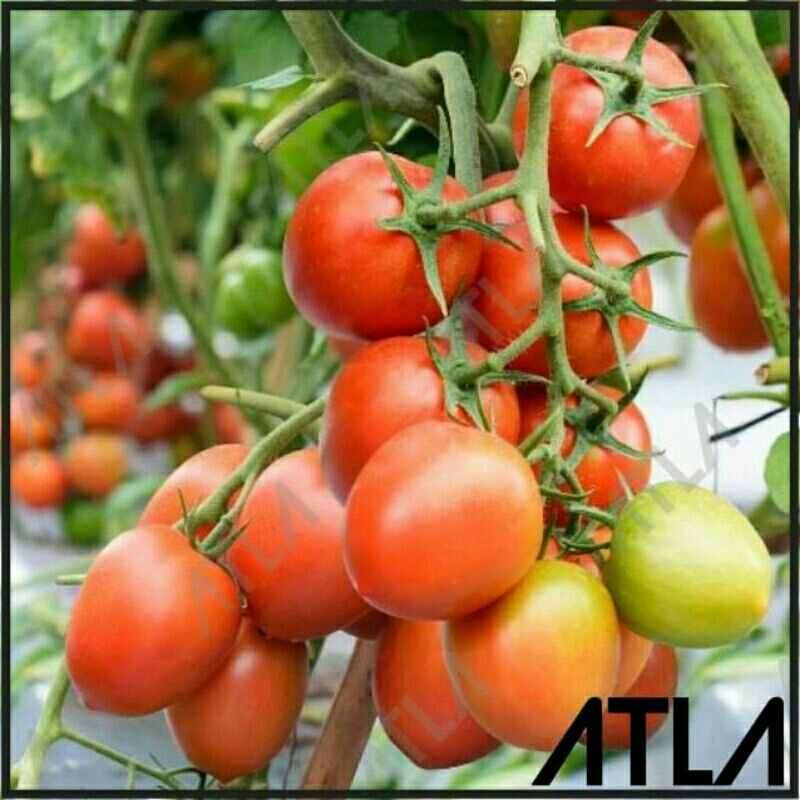 50 Biji Benih Tomat Sayur PALUPI | Tomat Sayur | Benih Sayuran