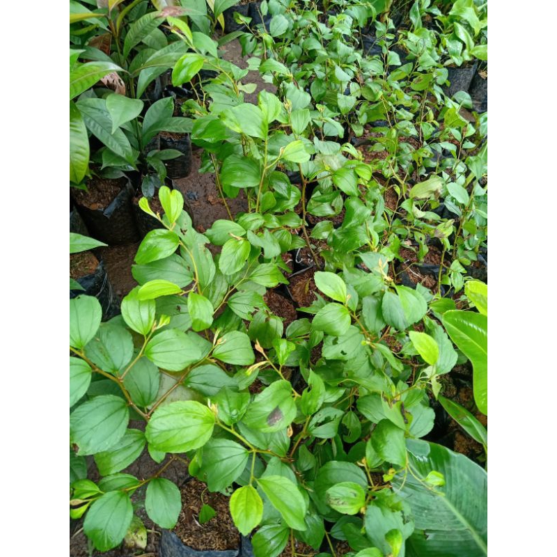 Ready Bibit Apel Futsa/Apel India Kondisi Berbunga/Berbuah