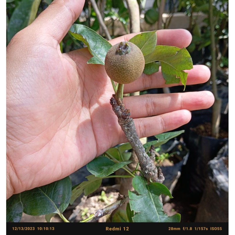 BIBIT PIR SUDAH BERBUAH