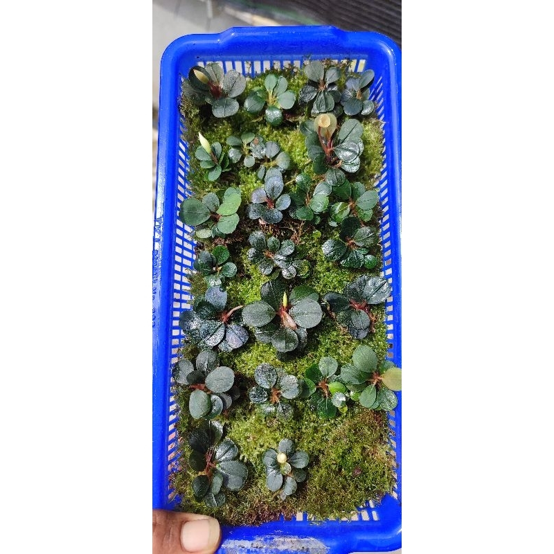bucephalandra