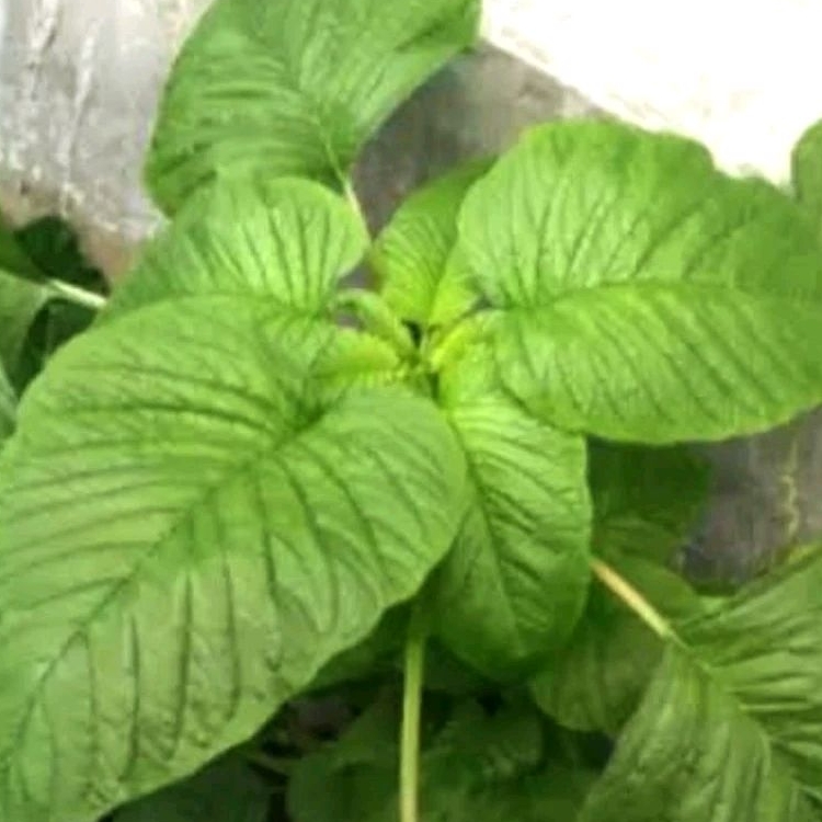 15 Bibit/biji benih Bayam raja/ Bayam petik