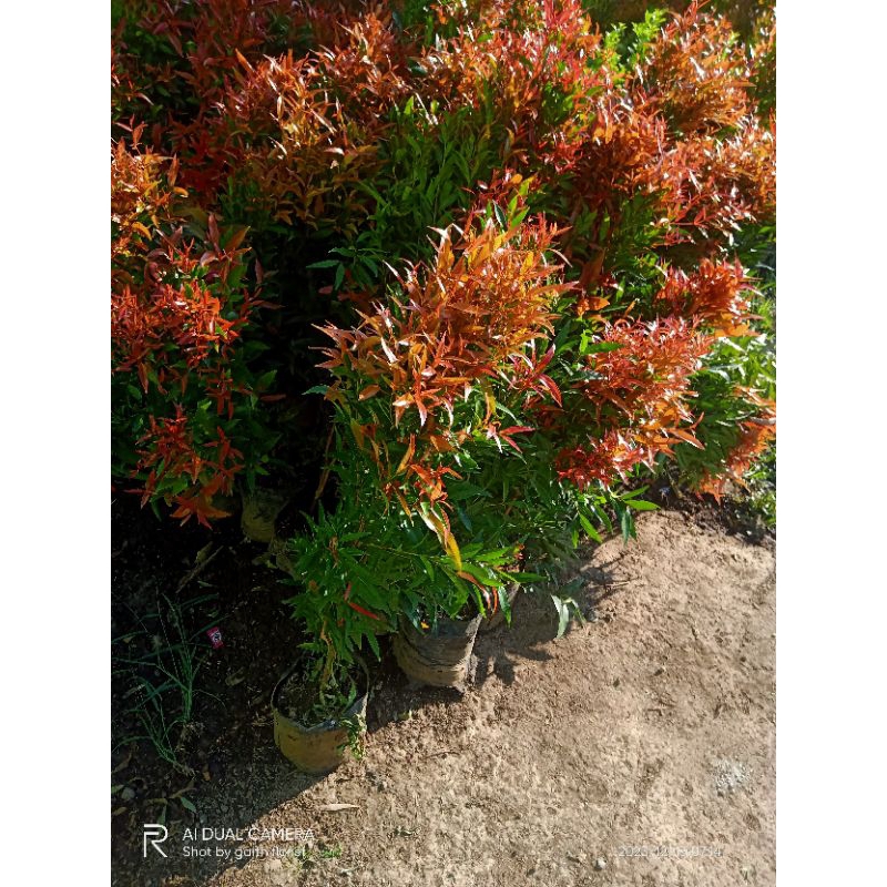 tanaman hias pucuk merah 50cm