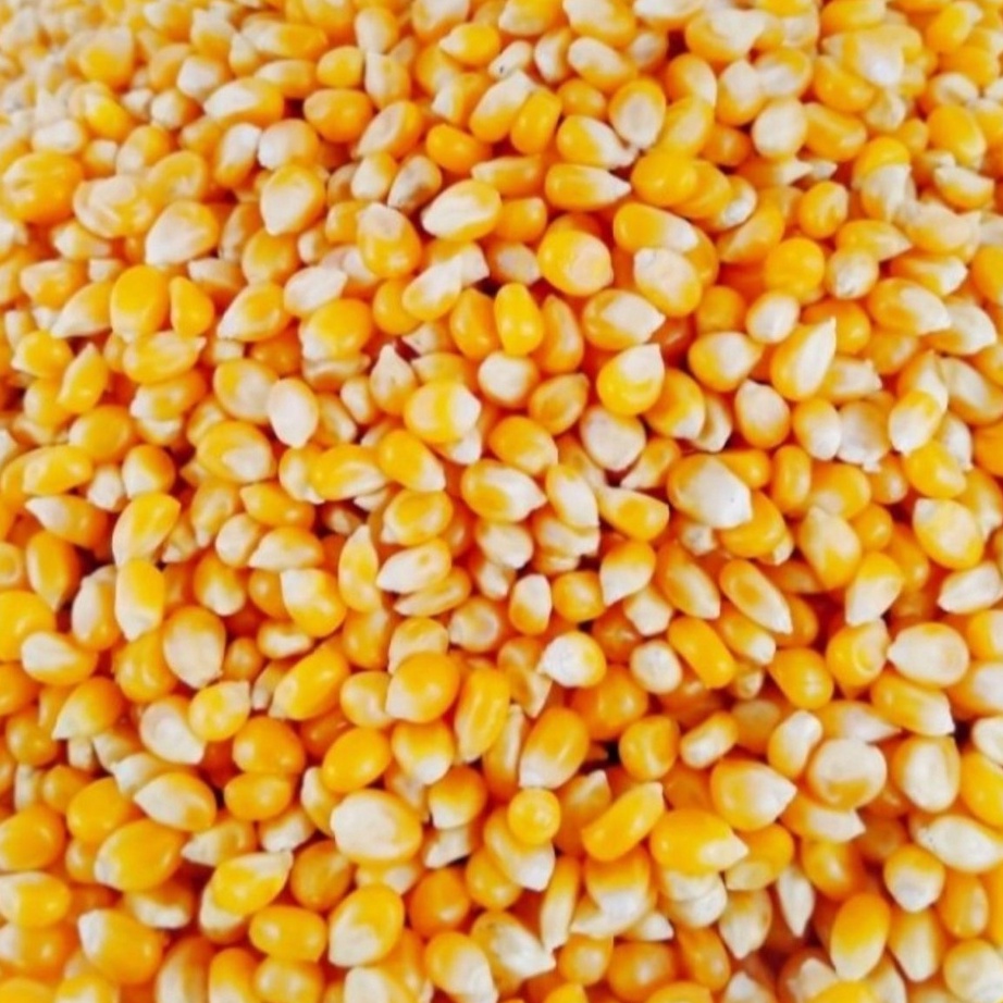 

modelTipe GRY975 Biji Jagung Popcorn Premium 1kg - Corn Kernel