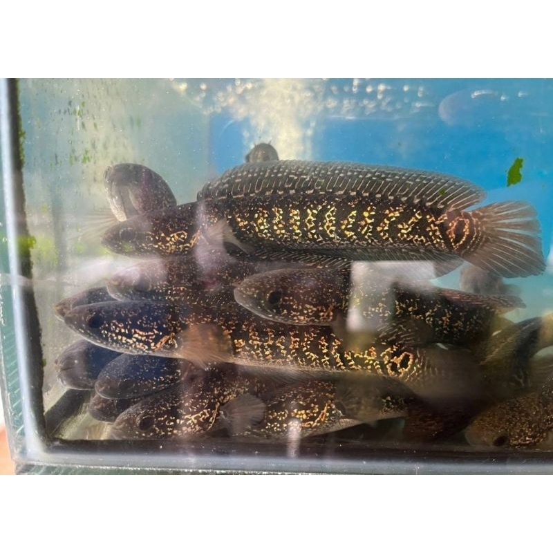 

Asiatica Kalimaya 8-10 fulldot merah merah(bisa cod)