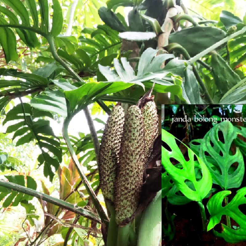stek & tanaman Janda Bolong buah Monstera Deliciosa (cepat besar & berbuah berinang di pohon) rambat