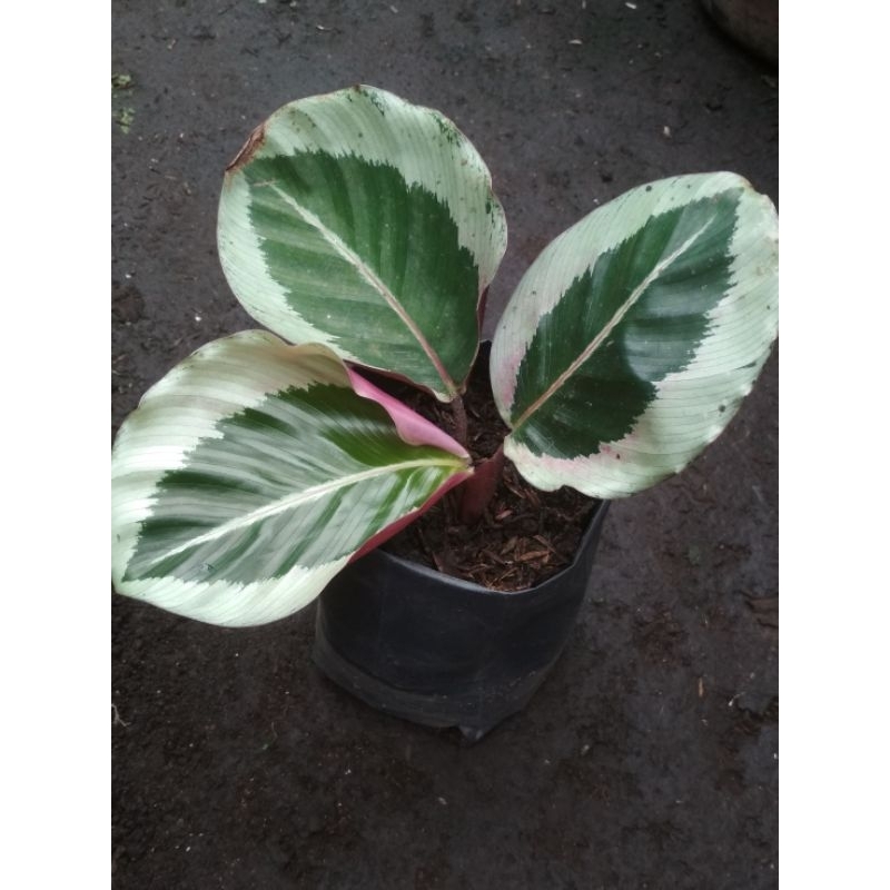 Calathea Cintya Pink Calathea Sintia Pink