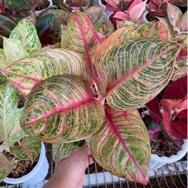 Aglonema Huges Dewasa Trah Merah Daun 7-8-9-10++