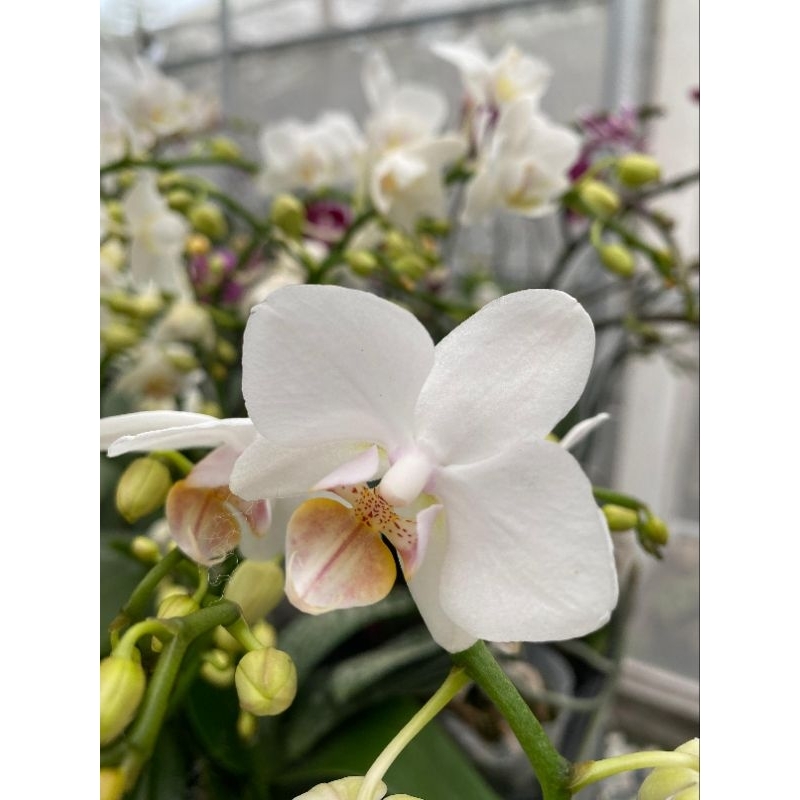 Anggrek bulan putih mini