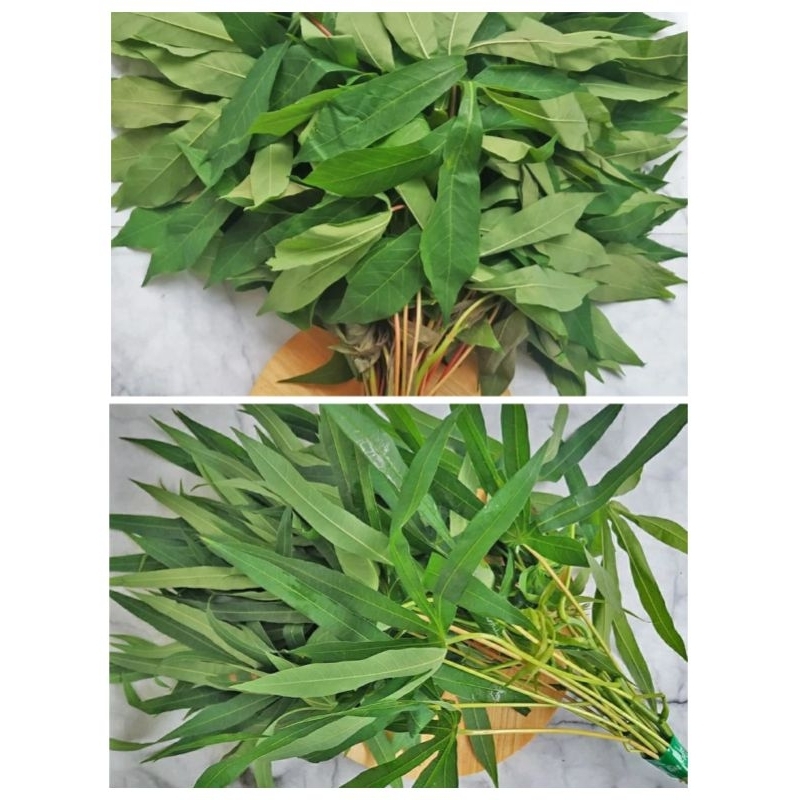 

Daun Singkong | Daun Singkong Jari - 150 gram