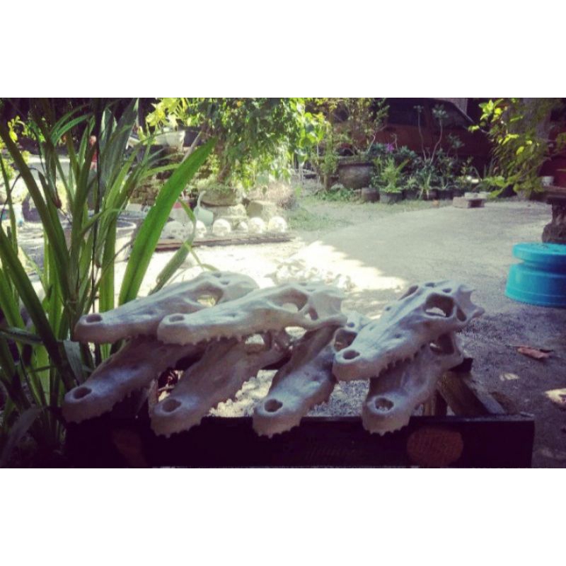 hiasan aquarium/hiding cave tengkorak buaya