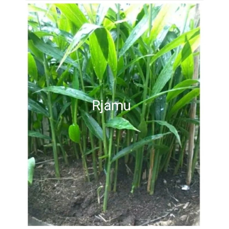 Bibit Umbi Garut Atau Bibit Angkrik