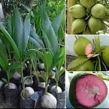 Bibit Tanaman kelapa Wulung_bibit kelapa_bibit tanaman_kelapa super_segalajeniskelapa