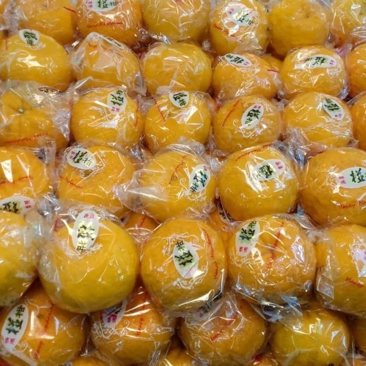 

Buah Jeruk Ponkam HDL Fresh 1 KG