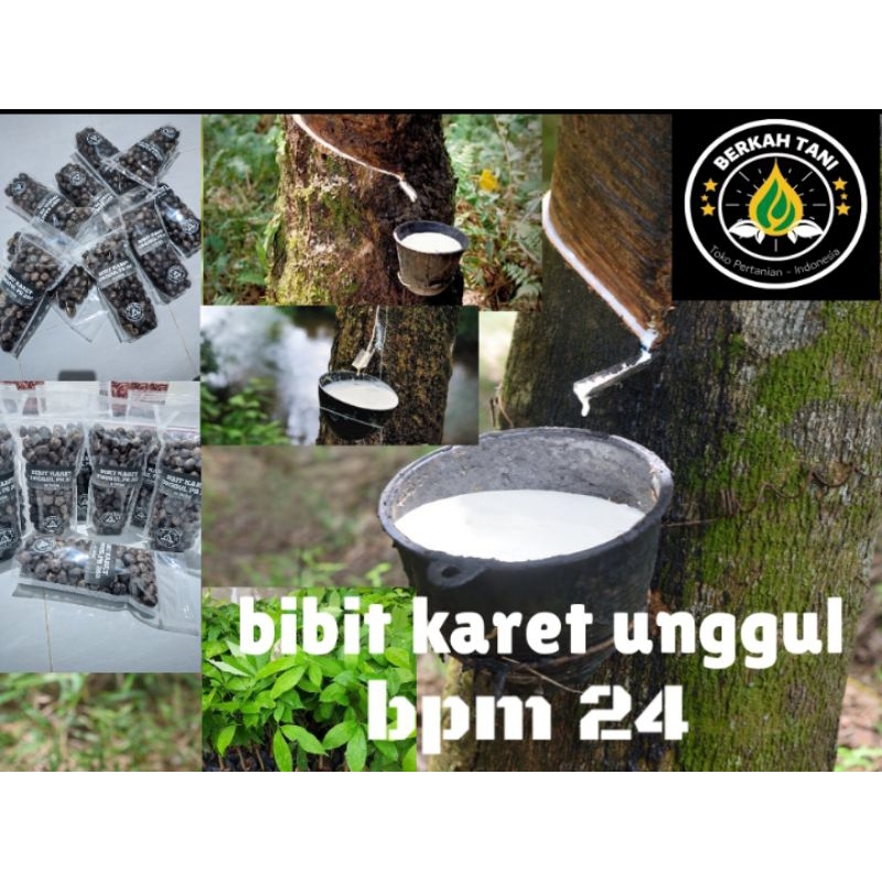 bibit karet unggul Medan PBM 24 kemasan250 biji