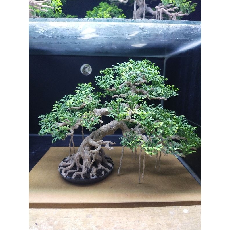 Bonsai Aquarium Batang Besar
