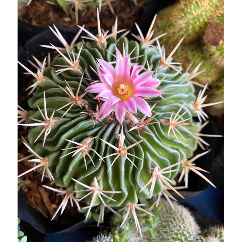 STENOCACTUS MULTICOSTATUS / KAKTUS IMPORT / BIBIT KAKTUS / KAKTUS PREMIUM / KAKTUS OWNROOT