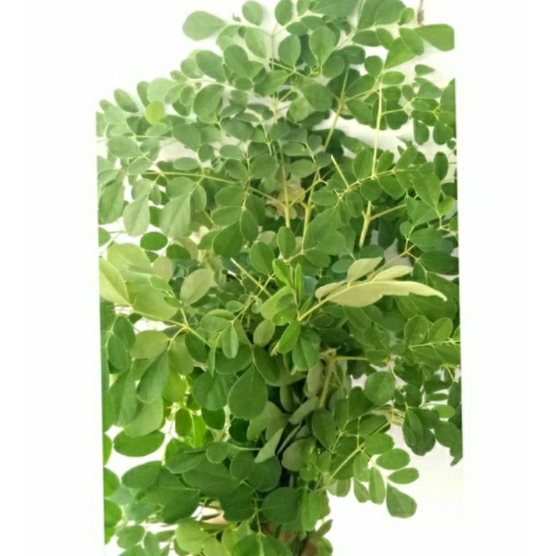 

Daun kelor segar obat segala penyakit salah satu hiv 250gram