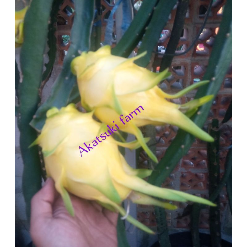 Bibit buah naga GOLDEN.   STEK