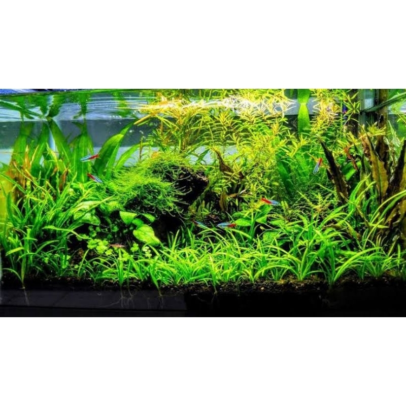 Paket Tanaman Aquascape 40-60cm Pemula Low Co2 ( Tanaman Aquascape Tanpa Co2 ) - Tanaman Aquascape