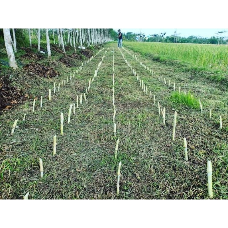 bibit rumput pakchong