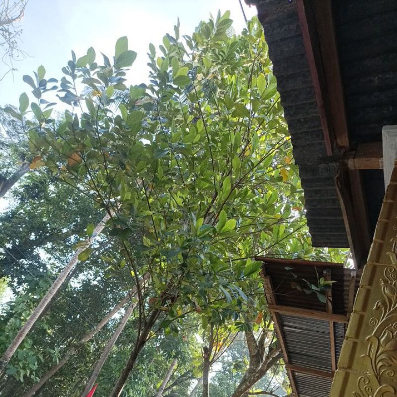 

DAUN NANGKA KERING