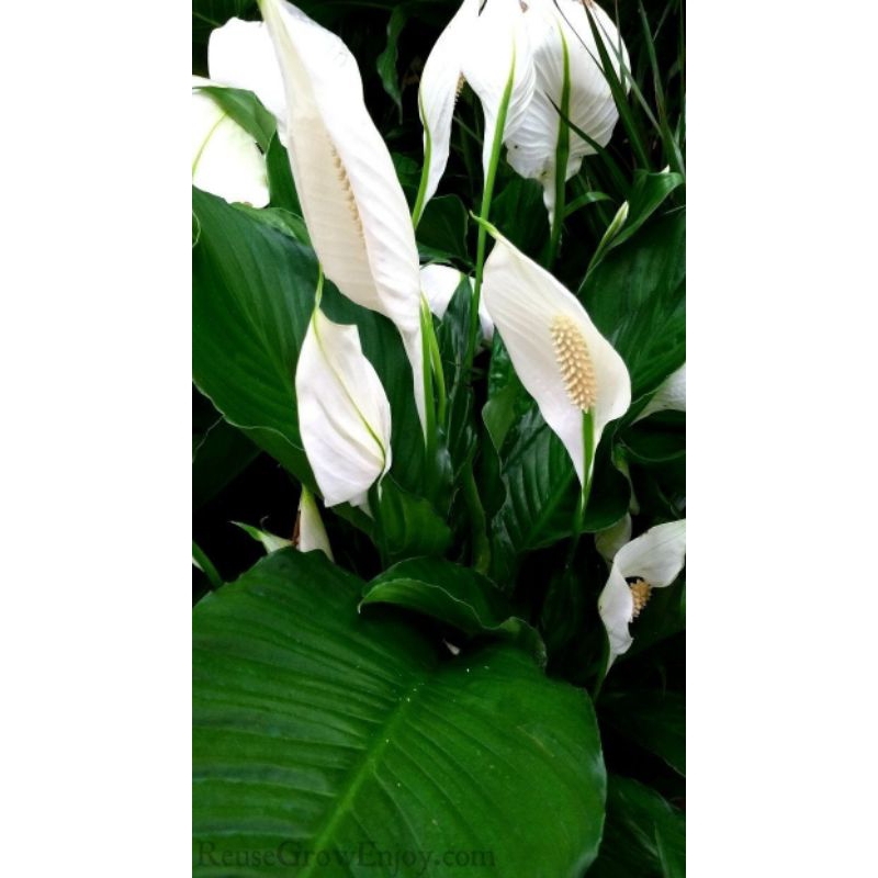Tanaman peace lily sudah berbunga