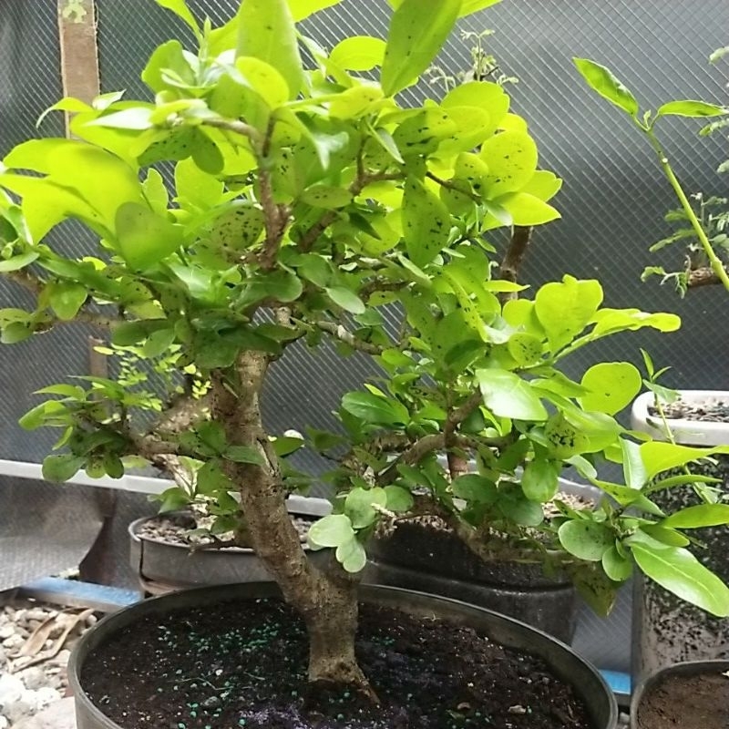 bonsai sianci